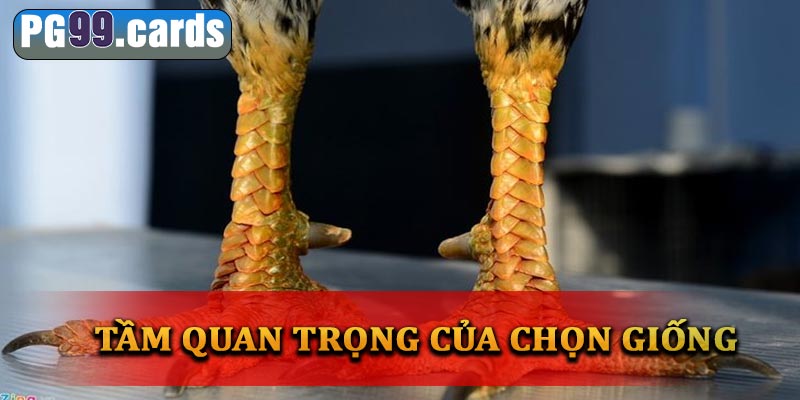 Tầm quan trọng của việc lựa chọn giống gà đá